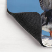 Atlantic Puffin in Machias, ME Muismat (Hoek)