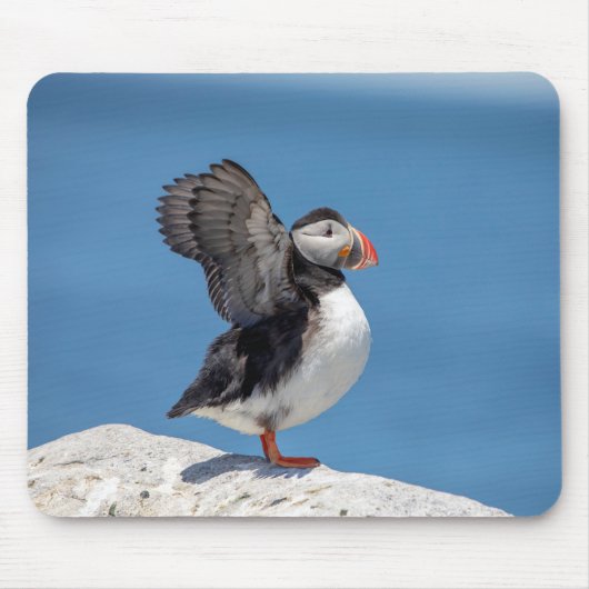 Atlantic Puffin in Machias, ME Muismat (Voorkant)