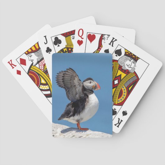 Atlantic Puffin in Machias, ME Pokerkaarten (Achterkant)