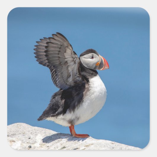 Atlantic Puffin in Machias, ME Vierkante Sticker (Voorkant)