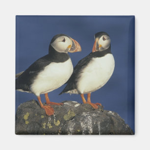 Atlantic Puffin Magneet