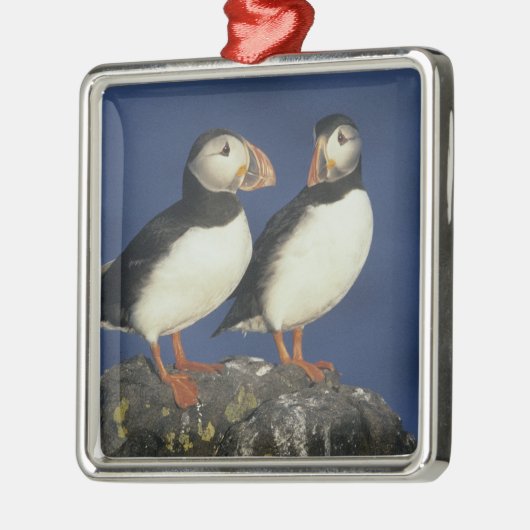 Atlantic Puffin Metalen Ornament (Links)