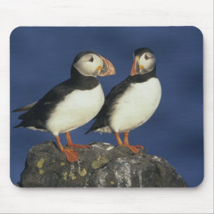 Atlantic Puffin Muismat