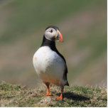 Atlantic Puffin Photo Sculpture Staand Fotobeeldje<br><div class="desc">Een enkele puffin op de klieftop op het eiland Skomer.</div>