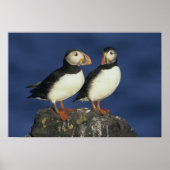 Atlantic Puffin Poster (Voorkant)