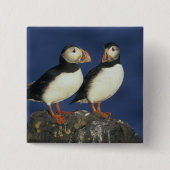 Atlantic Puffin Vierkante Button 5,1 Cm (Voorkant)