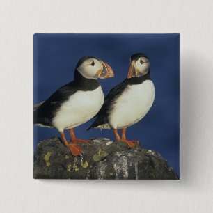 Atlantic Puffin Vierkante Button 5,1 Cm
