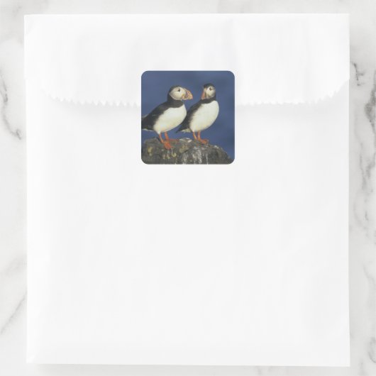 Atlantic Puffin Vierkante Sticker (Tas)