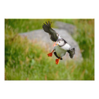 Atlantic Puffin-vliegende hond
