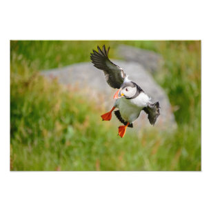 Atlantic Puffin-vliegende hond Foto Afdruk