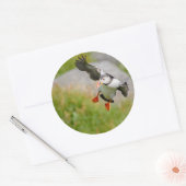 Atlantic Puffin vogel vliegen rond sticker (Envelop)