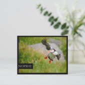 Atlantic Puffin-vogel vliegend briefkaart (Staand voorkant)