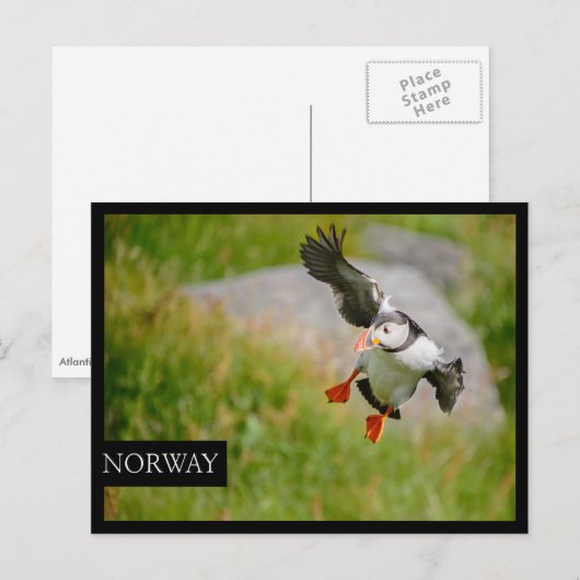 Atlantic Puffin-vogel vliegend briefkaart (Voorkant / Achterkant)