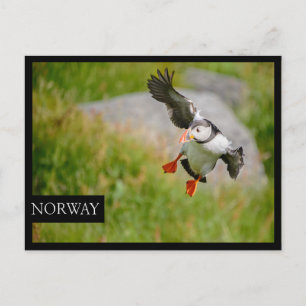 Atlantic Puffin-vogel vliegend briefkaart