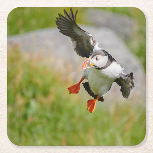 Atlantic Puffin-vogel vliegend onderzetter (Voorkant)