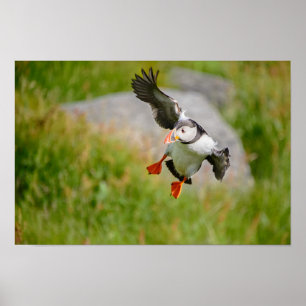 Atlantic Puffin-vogel vliegend poster