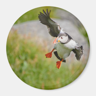 Atlantic Puffin-vogel vliegend rond magnet