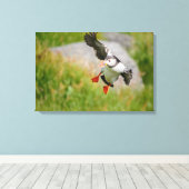 Atlantic Puffin vogel vliegende canvas print (Insitu (Houten vloer))