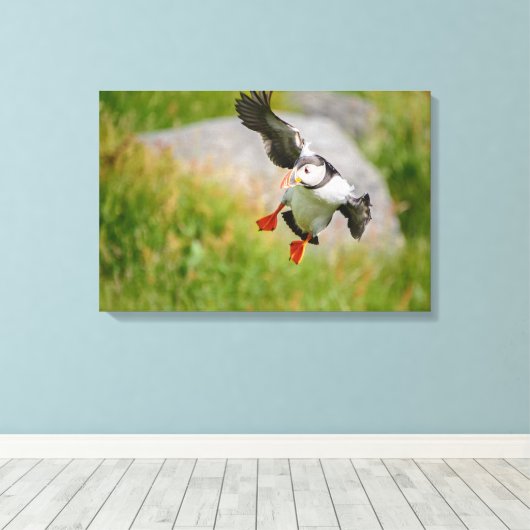Atlantic Puffin vogel vliegende canvas print (Insitu (Houten vloer))