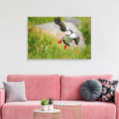 Atlantic Puffin vogel vliegende canvas print (Insitu (Woonkamer))