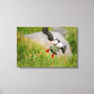 Atlantic Puffin vogel vliegende canvas print