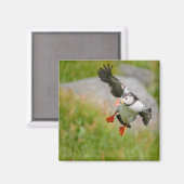 Atlantic Puffin vogel vliegende magneet (Voorkant / Achterkant)