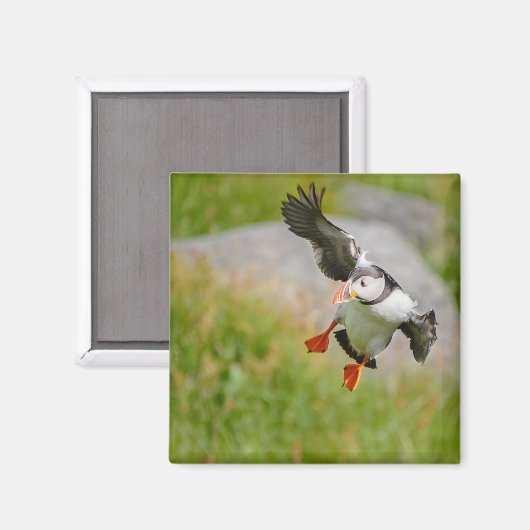 Atlantic Puffin vogel vliegende magneet (Voorkant / Achterkant)