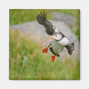 Atlantic Puffin vogel vliegende magneet