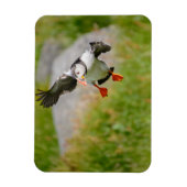 Atlantic Puffin vogel vliegende rechthoekige magne Magneet (Verticaal)