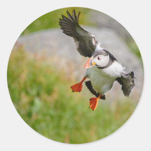 Atlantic Puffin-vogel vliegende rond-sticker Ronde Sticker