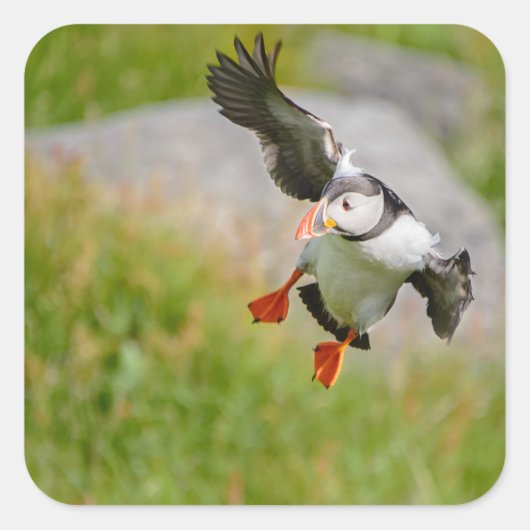 Atlantic Puffin vogel vliegende sticker (Voorkant)