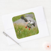 Atlantic Puffin vogel vliegende sticker (Envelop)