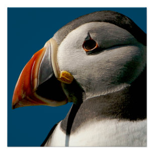 Atlantic Puffin Vogelfoto Blauw Glanzend Poster