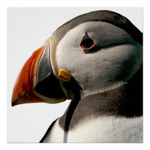 Atlantic Puffin Vogelfotografie Art Glossy Poster