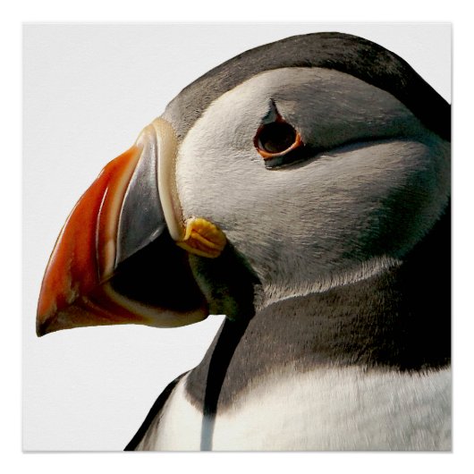 Atlantic Puffin Vogelfotografie Art Glossy Poster (Voorkant)