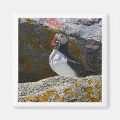Atlantic Puffin with fish 2x2 magnet (Voorkant)