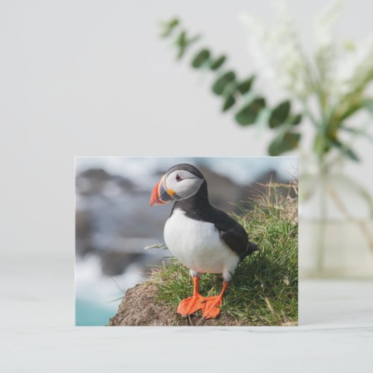 Atlantic Puffing in fokprogramma's Briefkaart (Staand voorkant)