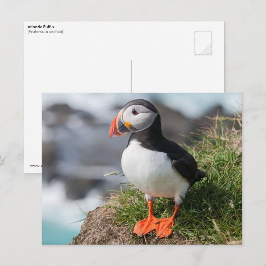 Atlantic Puffing in fokprogramma's Briefkaart (Voorkant / Achterkant)