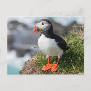 Atlantic Puffing in fokprogramma's Briefkaart