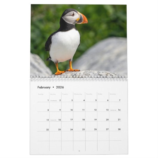 Atlantic Puffins 2025 Kalender (Feb 2026)