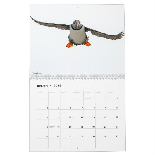 Atlantic Puffins 2025 Kalender (Jan 2026)