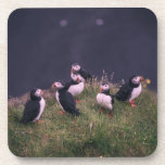 Atlantic Puffins Beverage Coaster Bier Onderzetter<br><div class="desc">Atlantic Puffins Beverage Coaster. Een bijeenkomst van Atlantic Puffins. Foto van Jonatan Pie.</div>