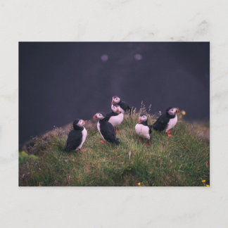 Atlantic Puffins Briefkaart