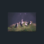 Atlantic Puffins Canvas Afdruk<br><div class="desc">Een bijeenkomst van Atlantic Puffins. Foto door Jonatan Pie.</div>