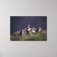 Atlantic Puffins