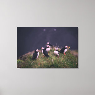 Atlantic Puffins Canvas Afdruk