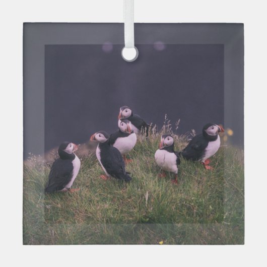 Atlantic Puffins Glas Ornament (Voorkant)