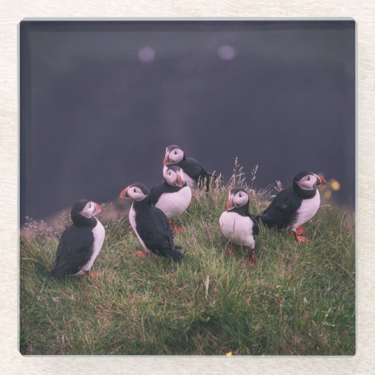 Atlantic Puffins Glazen Onderzetter (Voorkant)