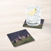 Atlantic Puffins Kartonnen Onderzetters (Insitu)