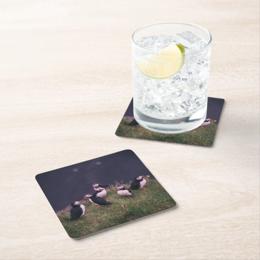 Atlantic Puffins Kartonnen Onderzetters (Insitu)